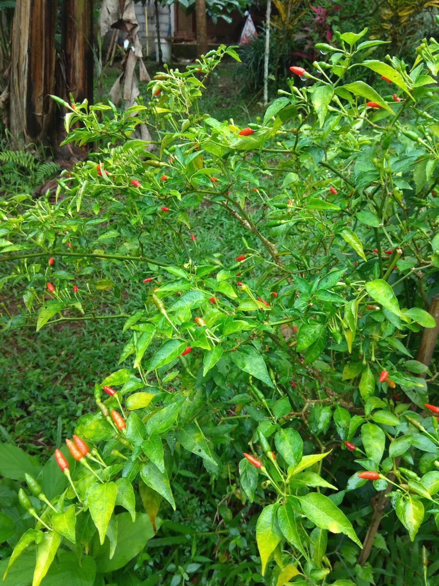 Bali Mountain Forest Cabin Penebel Room photo